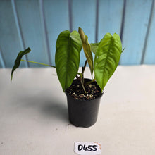 Load image into Gallery viewer, #D455 Two x Headed Philodendron Tenue