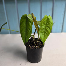 Load image into Gallery viewer, #D455 Two x Headed Philodendron Tenue