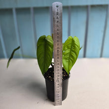 Load image into Gallery viewer, #D455 Two x Headed Philodendron Tenue