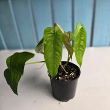 Load image into Gallery viewer, #D455 Two x Headed Philodendron Tenue