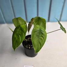 Load image into Gallery viewer, #D455 Two x Headed Philodendron Tenue