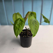 Load image into Gallery viewer, #D455 Two x Headed Philodendron Tenue