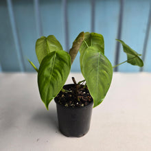 Load image into Gallery viewer, #D455 Two x Headed Philodendron Tenue