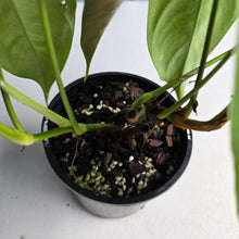 Load image into Gallery viewer, #D455 Two x Headed Philodendron Tenue