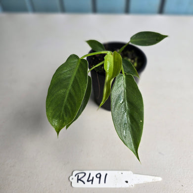#R491 Philodendron Spiritus Sancti