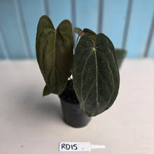 Load image into Gallery viewer, #RD15 Anthurium Midnight Velvet x Crystallinum - With atleast 4 pups