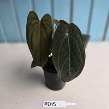 Load image into Gallery viewer, #RD15 Anthurium Midnight Velvet x Crystallinum - With atleast 4 pups
