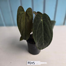Load image into Gallery viewer, #RD15 Anthurium Midnight Velvet x Crystallinum - With atleast 4 pups