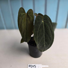 Load image into Gallery viewer, #RD15 Anthurium Midnight Velvet x Crystallinum - With atleast 4 pups