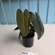 Load image into Gallery viewer, #RD15 Anthurium Midnight Velvet x Crystallinum - With atleast 4 pups