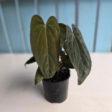 Load image into Gallery viewer, #RD15 Anthurium Midnight Velvet x Crystallinum - With atleast 4 pups
