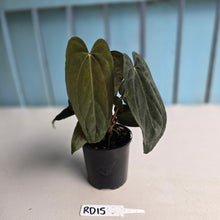 Load image into Gallery viewer, #RD15 Anthurium Midnight Velvet x Crystallinum - With atleast 4 pups
