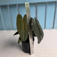 Load image into Gallery viewer, #RD15 Anthurium Midnight Velvet x Crystallinum - With atleast 4 pups