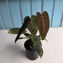 Load image into Gallery viewer, #RD15 Anthurium Midnight Velvet x Crystallinum - With atleast 4 pups