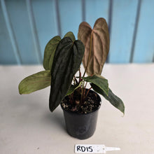 Load image into Gallery viewer, #RD15 Anthurium Midnight Velvet x Crystallinum - With atleast 4 pups