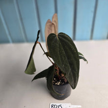 Load image into Gallery viewer, #RD15 Anthurium Midnight Velvet x Crystallinum - With atleast 4 pups