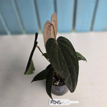 Load image into Gallery viewer, #RD15 Anthurium Midnight Velvet x Crystallinum - With atleast 4 pups