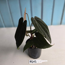 Load image into Gallery viewer, #RD15 Anthurium Midnight Velvet x Crystallinum - With atleast 4 pups