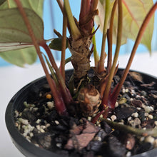 Load image into Gallery viewer, #RD15 Anthurium Midnight Velvet x Crystallinum - With atleast 4 pups