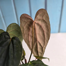 Load image into Gallery viewer, #RD15 Anthurium Midnight Velvet x Crystallinum - With atleast 4 pups