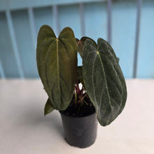 Load image into Gallery viewer, #RD15 Anthurium Midnight Velvet x Crystallinum - With atleast 4 pups