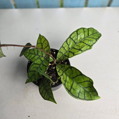 #D228 Hoya Sp. Kalimantan