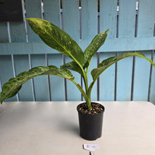 Load image into Gallery viewer, #R74 Variegated Dieffenbachia  Memoria Corsii