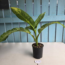 Load image into Gallery viewer, #R74 Variegated Dieffenbachia  Memoria Corsii