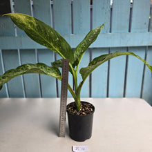 Load image into Gallery viewer, #R74 Variegated Dieffenbachia  Memoria Corsii