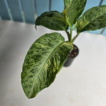 Load image into Gallery viewer, #R74 Variegated Dieffenbachia  Memoria Corsii