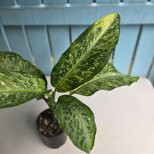 Load image into Gallery viewer, #R74 Variegated Dieffenbachia  Memoria Corsii