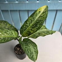 Load image into Gallery viewer, #R74 Variegated Dieffenbachia  Memoria Corsii