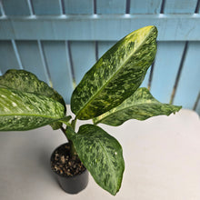 Load image into Gallery viewer, #R74 Variegated Dieffenbachia  Memoria Corsii