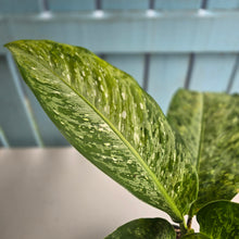 Load image into Gallery viewer, #R74 Variegated Dieffenbachia  Memoria Corsii