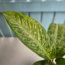 Load image into Gallery viewer, #R74 Variegated Dieffenbachia  Memoria Corsii