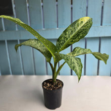 Load image into Gallery viewer, #R74 Variegated Dieffenbachia  Memoria Corsii