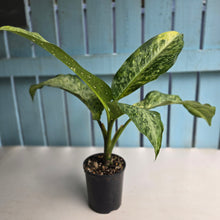 Load image into Gallery viewer, #R74 Variegated Dieffenbachia  Memoria Corsii