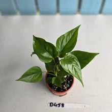 Load image into Gallery viewer, #D458 Three x Anthurium Veitchii x &#39;Red&#39;