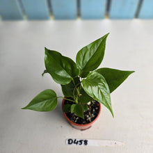 Load image into Gallery viewer, #D458 Three x Anthurium Veitchii x &#39;Red&#39;