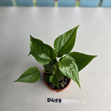 Load image into Gallery viewer, #D458 Three x Anthurium Veitchii x &#39;Red&#39;