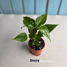 Load image into Gallery viewer, #D458 Three x Anthurium Veitchii x &#39;Red&#39;