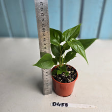 Load image into Gallery viewer, #D458 Three x Anthurium Veitchii x &#39;Red&#39;