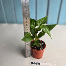 Load image into Gallery viewer, #D458 Three x Anthurium Veitchii x &#39;Red&#39;