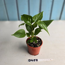 Load image into Gallery viewer, #D458 Three x Anthurium Veitchii x &#39;Red&#39;