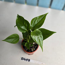 Load image into Gallery viewer, #D458 Three x Anthurium Veitchii x &#39;Red&#39;