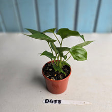 Load image into Gallery viewer, #D458 Three x Anthurium Veitchii x &#39;Red&#39;