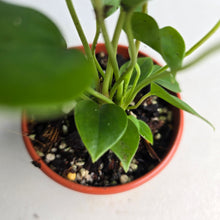 Load image into Gallery viewer, #D458 Three x Anthurium Veitchii x &#39;Red&#39;