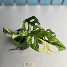 Load image into Gallery viewer, #R68 Variegated Monstera Adansonii