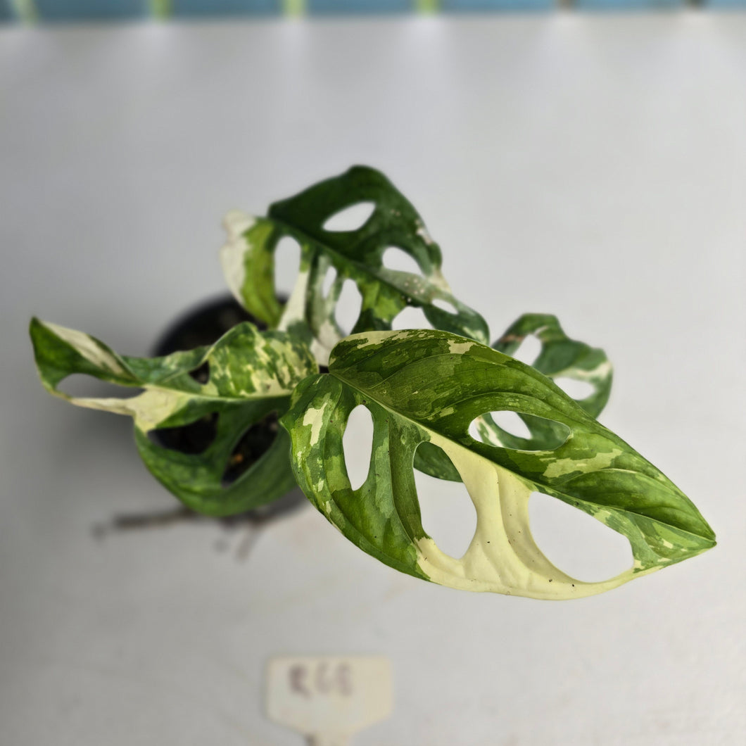 #R68 Variegated Monstera Adansonii