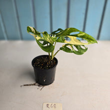 Load image into Gallery viewer, #R68 Variegated Monstera Adansonii